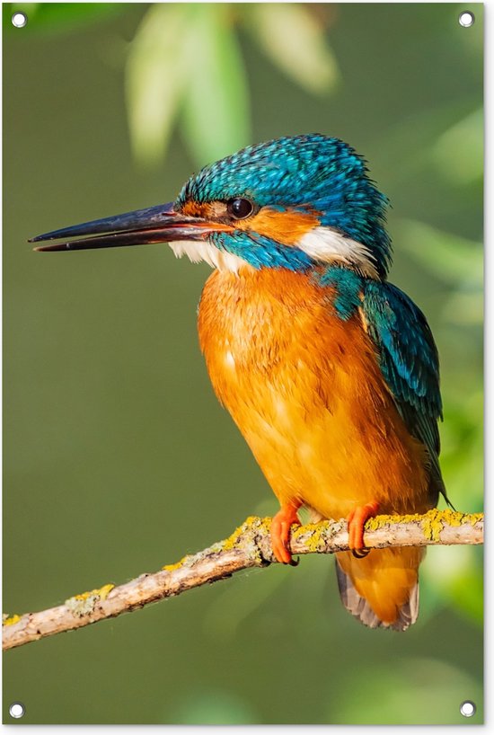 Tuindecoratie vogel - IJsvogel - Dieren - Natuur - 60x90 cm - Tuin - Schutting decoratie - Tuinposter - Schuttingdoek - Buitenposter - Tuinversiering - Balkon decoratie - Tuinschilderij - Tuindoek - Buitenposter