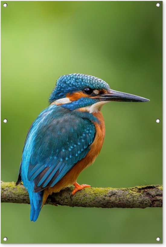 Gards Tuinposter Blauw Oranje IJsvogel op een Tak - 200x100 cm - Tuindoek Gards Tuinposter Blauw Oranje IJsvogel op een Tak - 200x100 cm - Tuindoek