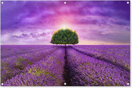 Tuinposter van een lavendelveld bij zonsondergang met een boom.