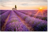 Tuinposter lavendel - Zonsondergang - Bloemen - Natuur - Paars - Tuindoek - Schuttingdoek - Tuinschilderij voor buiten - Schutting decoratie - 180x120 cm - Tuindecoratie - Tuin - Buitenposter
