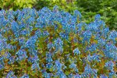 3 stuks | Corydalis 'Craigton Blue' P9 cm