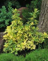 3 stuks | Artemisia vulgaris Oriental Limelight P9 cm