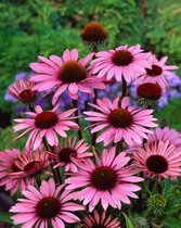 3 stuks | Echinacea purpurea 'Magnus' P11 cm