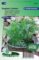 Tagetes filifolia Licoboost Dropplant - Sluis Garden - Zaden