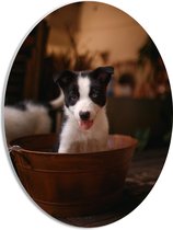 WallClassics - PVC Schuimplaat Ovaal - Zwart met Witte Puppy in Teiltje - 30x40 cm Foto op Ovaal (Met Ophangsysteem)