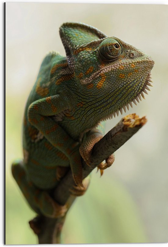 Dibond - Opzijkijkende Kameleon Gekruld om Houten Tak - 50x75 cm Foto op Aluminium (Met Ophangsysteem)