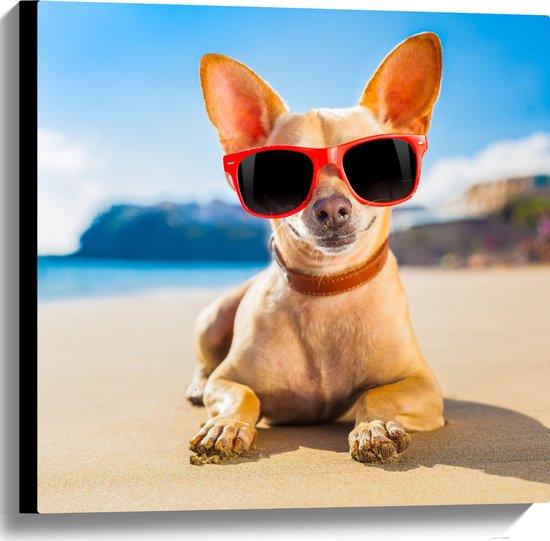 Canvas - Coole Chihuahua Hond liggend op het Strand aan de Zee met Zonnebril - 60x60 cm Foto op Canvas Schilderij (Wanddecoratie op Canvas)