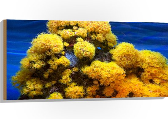 WallClassics - Hout - Geel Koraal op Zeebodem - 100x50 cm - 9 mm dik - Foto op Hout (Met Ophangsysteem)
