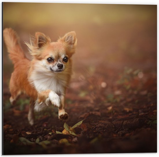 Dibond - Vrolijke Bruine Chihuahua Hond rennend door het Bos - 50x50 cm Foto op Aluminium (Wanddecoratie van metaal)