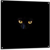Tuinposter – Felgele Ogen van Zwarte Kat in Donkere Omgeving - 100x100 cm Foto op Tuinposter (wanddecoratie voor buiten en binnen)