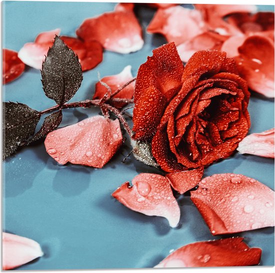 Acrylglas - Losse Rozenblaadjes met Rode Roos Vol Waterdruppels - 50x50 cm Foto op Acrylglas (Wanddecoratie op Acrylaat)