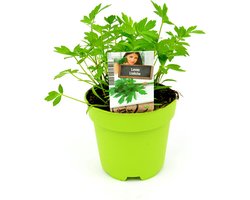 Lavas - 2 stuks Maggiplanten - kruiden uit eigen (moes)tuin