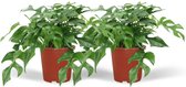 Hello Plants Monstera Minima Gatenplant - 2 Stuks - Ø 15 cm - Hoogte: 25 cm - Kamerplant