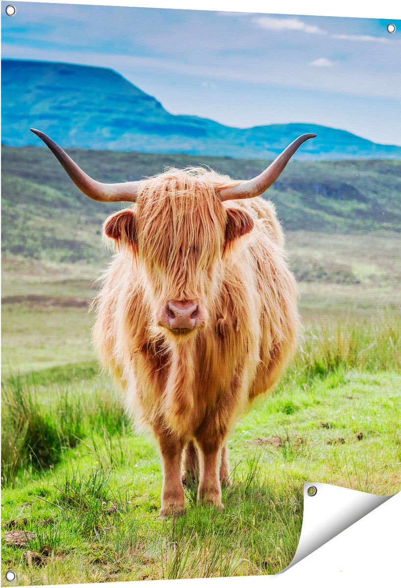 Gards Tuinposter Schotse Hooglander in de Wei - Kleur - 80x100 cm - Tuindoek - Tuindecoratie - Wanddecoratie buiten - Tuinschilderij Multikleur