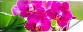Gards Tuinposter Roze Orchidee Bloemen - 120x40 cm - Tuindoek - Tuindecoratie - Wanddecoratie buiten - Tuinschilderij