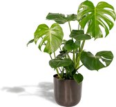 Hello Plants Monstera Deliciosa Gatenplant in Pot Mayk Lead - Ø 21 cm - Hoogte: 80 cm - Kamerplant