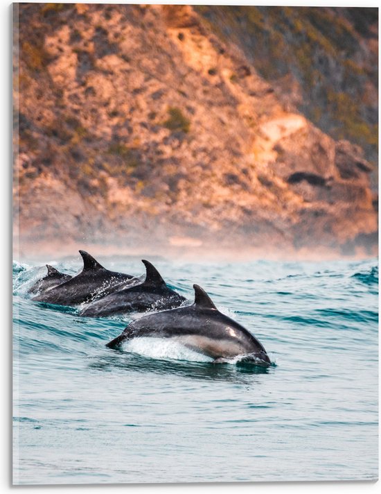 Acrylglas - Drie Synchroon Zwemmende Dolfijnen in de Zee - 30x40 cm Foto op Acrylglas (Met Ophangsysteem)