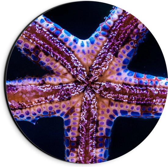 Dibond Muurcirkel - Close-up van Zeester tegen Raam van Aquarium - 20x20 cm Foto op Aluminium Muurcirkel (met ophangsysteem)