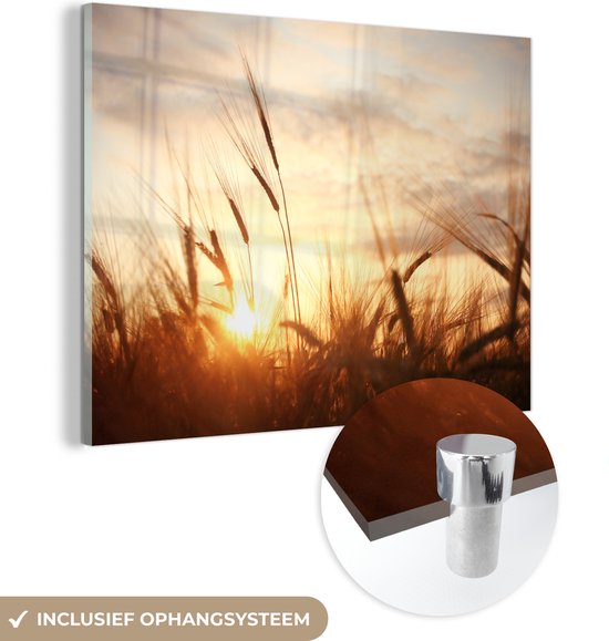 MuchoWow - Peinture sur verre - Photo sur verre - Roseau - Herbe - Soleil - Nature - 80x60 cm - Image sur verre - Décoration murale - Peinture nature - Verre acrylique