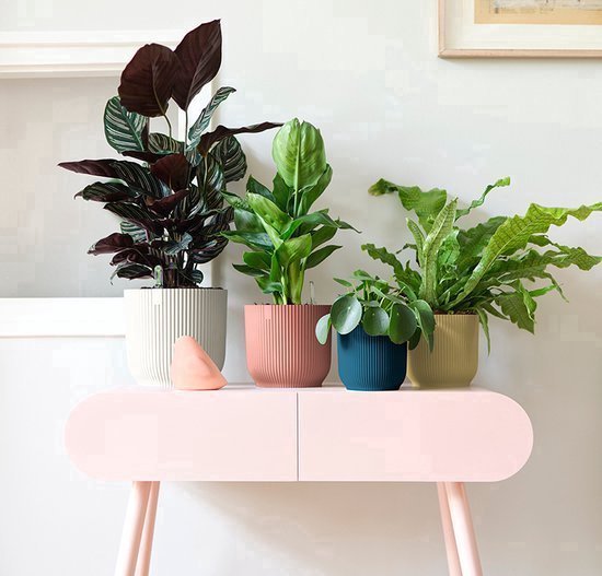 Vier planten in diverse gekleurde Elho bloempotten op een roze meubel.