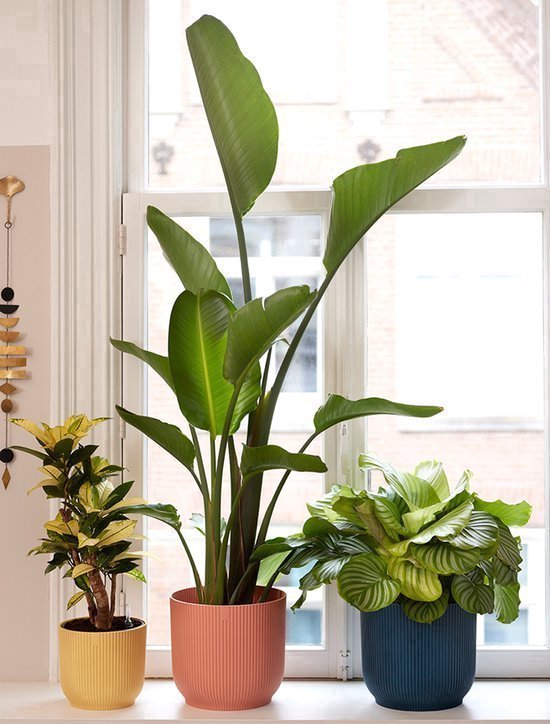 Een grote groene plant in een roze Elho pot naast een gele en blauwe Elho pot met planten.