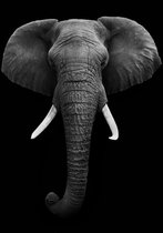 Dark Elephant Aluminium 70x100 cm zwart wit dieren wanddecoratie