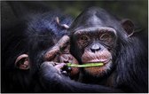 Chimpansee schattig koppel - Foto op Forex - 60 x 40 cm