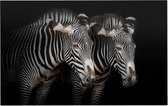 Zebra koppel op zwarte achtergrond - Foto op Forex - 60 x 40 cm