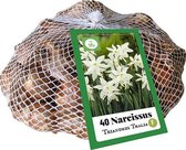 Narcis 'Triandrus Thalia' - netje - set van 40 stuks