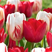20x Tulipa 'Love Circles' - Tulpen rood wit - Winterhard - 20 bloembollen  Ø 11-12 cm