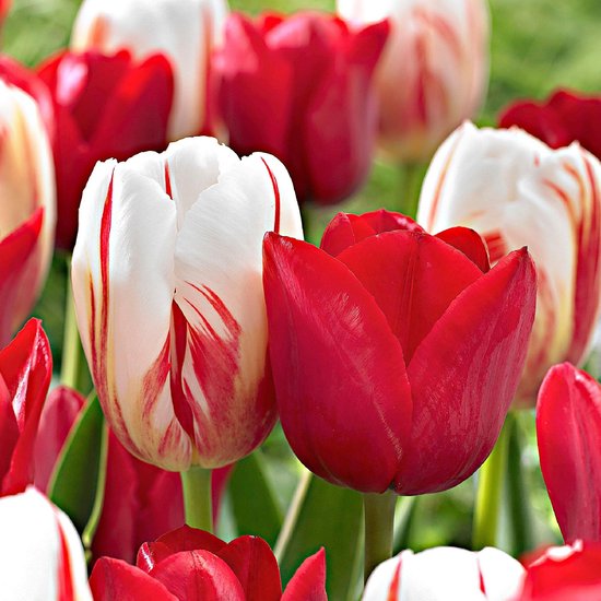 20x Tulipa 'Love Circles' - Tulpen rood wit - Winterhard - 20 bloembollen Ø  11-12 cm | bol.com