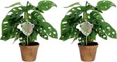 Kamerplanten van Botanicly – 2 × Monstera Monkey Mask – Hoogte: 25 cm – Monstera Obliqua Monkey