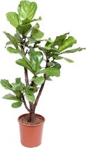 Ficus Lyrata 140 cm