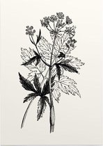 Physospermum Cornubiense zwart-wit (Cornish Bladder Seed) - Foto op Posterpapier - 29.7 x 42 cm (A3)