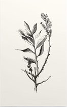 Wilde Gagel zwart-wit (Dutch Myrtle) - Foto op Forex - 30 x 45 cm