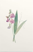 Brede Lathyrus (Everlasting Pea) - Foto op Forex - 30 x 45 cm