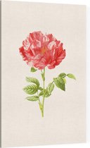 Darnastroos (York Lancaster Rose) - Foto op Canvas - 60 x 90 cm