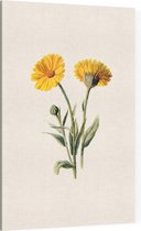 Goudsbloem 2 (Common Marigold White) - Foto op Canvas - 100 x 150 cm