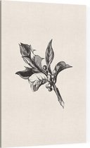 Ilex Opaca zwart-wit (Holly Berries) - Foto op Canvas - 30 x 45 cm