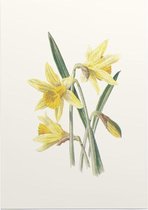 Gele Narcis (Daffodil) - Foto op Posterpapier - 50 x 70 cm (B2)