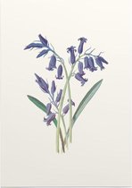 Hyacinthus (Hyacinth) - Foto op Posterpapier - 42 x 59.4 cm (A2)