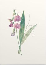 Brede Lathyrus (Everlasting Pea) - Foto op Posterpapier - 29.7 x 42 cm (A3)