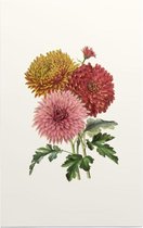 Chrysanten Aquarel (Chrysanthemum) - Foto op Forex - 40 x 60 cm