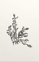 Vleugeltjesbloem zwart-wit (Milkwort) - Foto op Forex - 30 x 45 cm