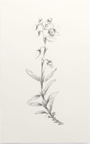 Zonneroosje zwart-wit Schets (Rock Rose) - Foto op Forex - 100 x 150 cm