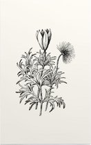 Pulsatilla zwart-wit (Pasque Flower) - Foto op Forex - 30 x 45 cm