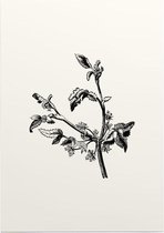 Apium Inundatum zwart-wit (Procumbent Marsh Wort) - Foto op Posterpapier - 42 x 59.4 cm (A2)