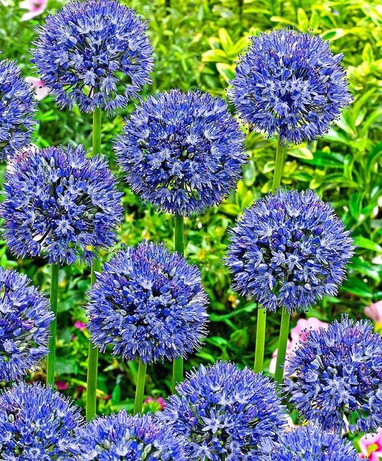 Allium Globemaster (pakket van 5 bollen), reuzen sierui Allium Globemaster (pakket van 5 bollen), reuzen sierui