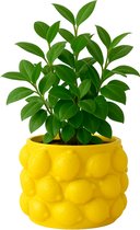 MISOU Citroenvaas - 14x14cm - Bloempot - met Citroenen - Plantenpot - Bloempotten - voor Binnen - en Buiten - Citroen - Vaas - Medium - Cement - CITRINE