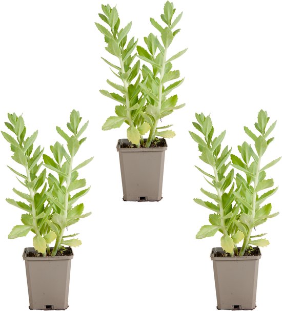 Drie jonge groene planten in potten op een witte achtergrond.